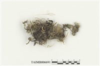 藏品(亞蔓苔)的圖片